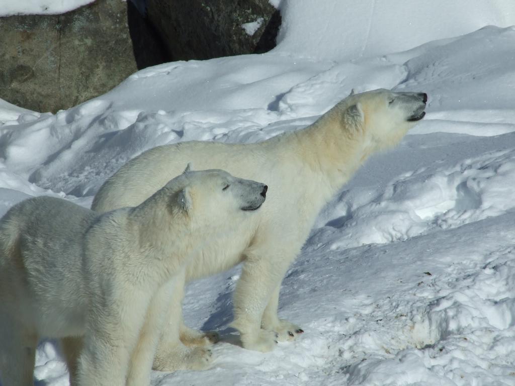 ホテルLapland Igloo ラヌア エクステリア 写真