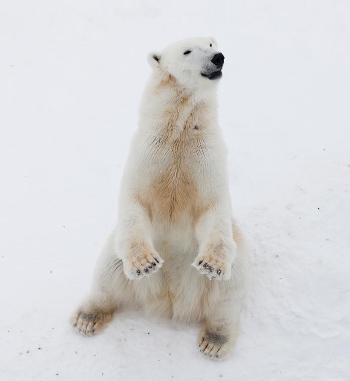 ホテルLapland Igloo ラヌア エクステリア 写真