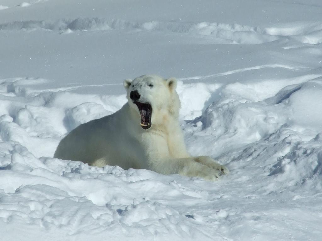 ホテルLapland Igloo ラヌア エクステリア 写真